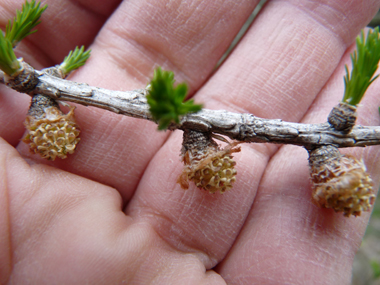 Petites fleurs mâles (chatons jaunes) dirigés vers le bas. Agrandir dans une nouvelle fenêtre (ou onglet)